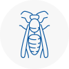 Wyrley Wasp Nest Removal